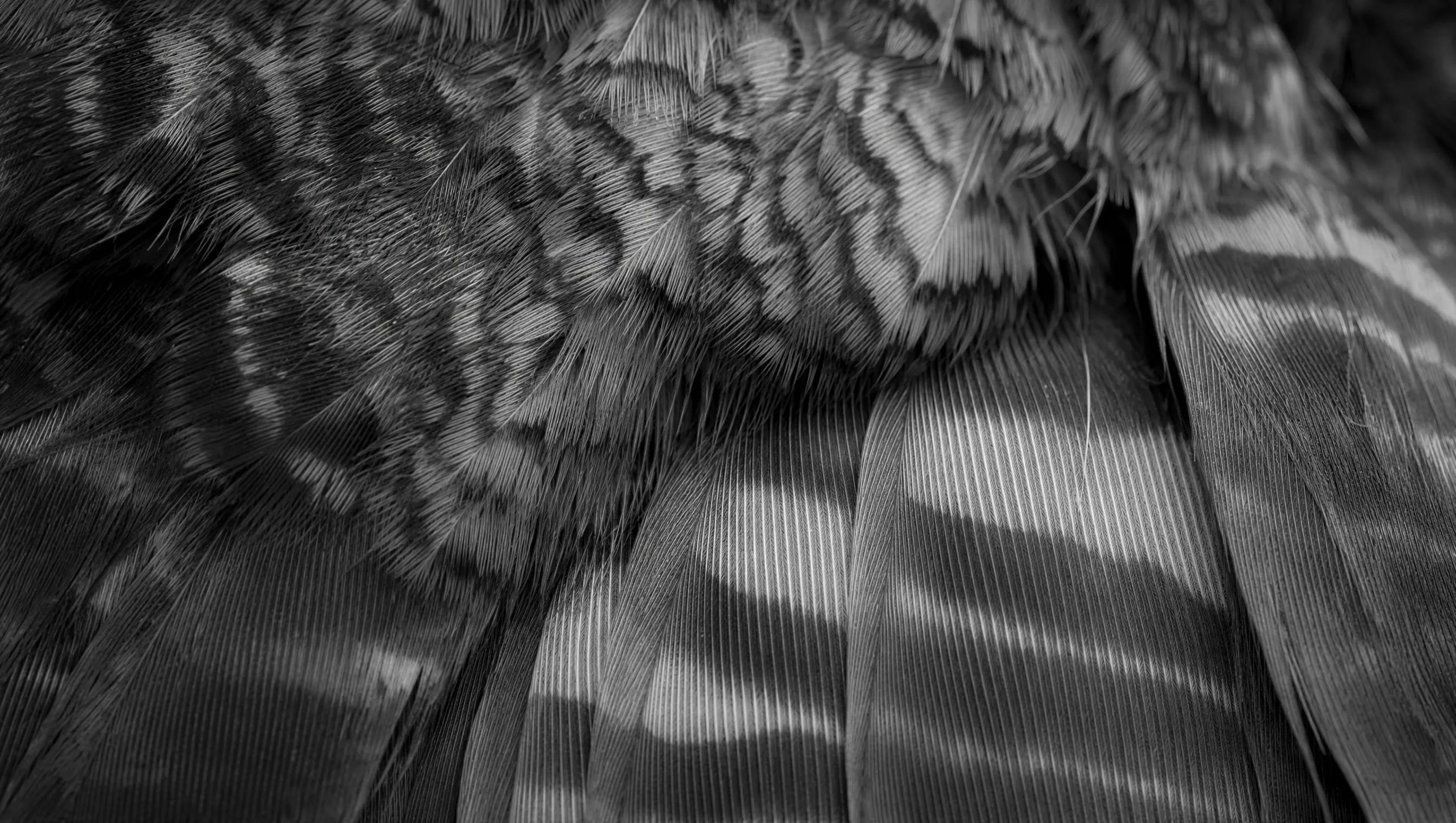 Extreme macro photograph of an owl feather, fine monochrome detail under soft directional light
