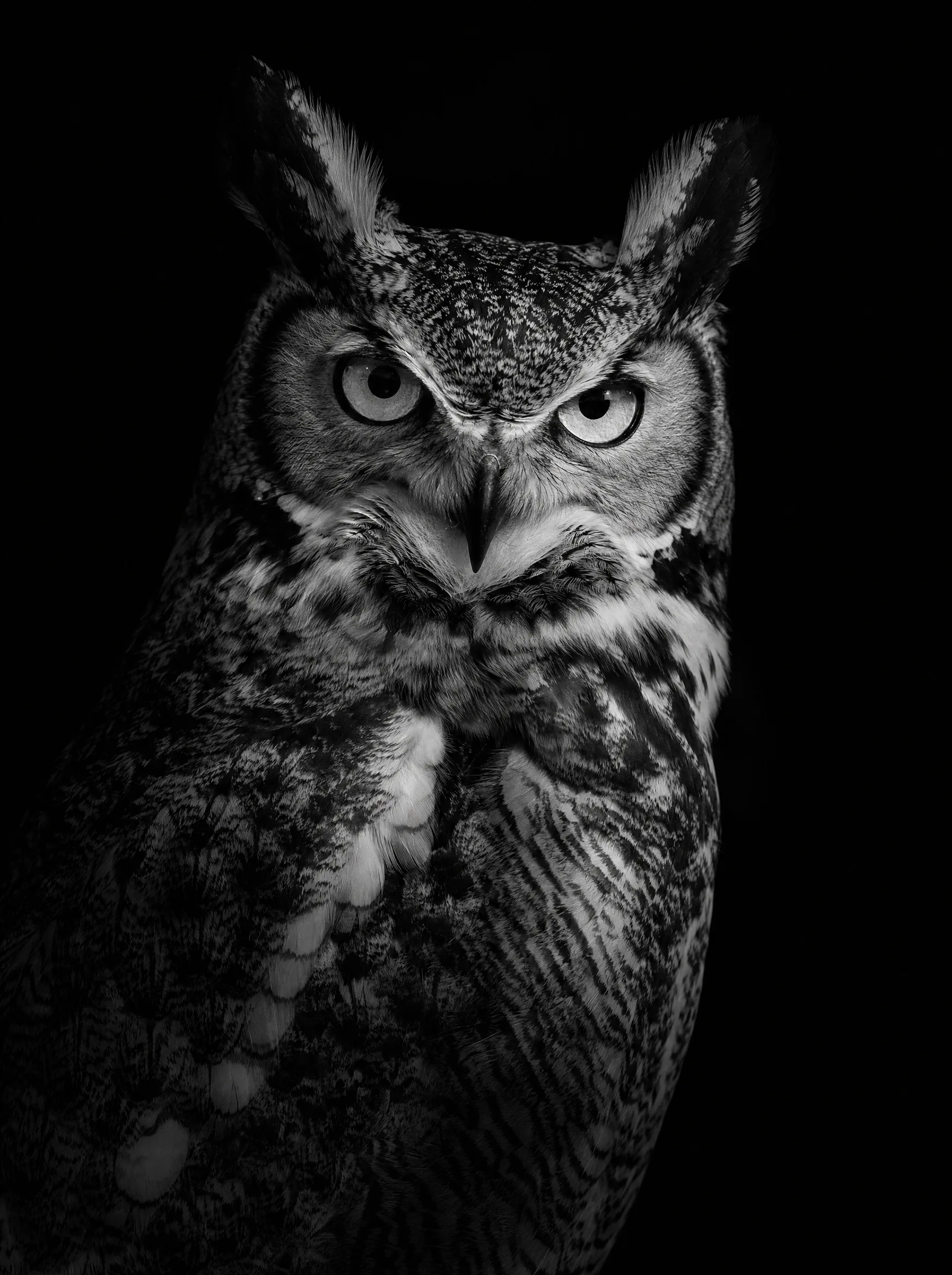 A studio portrait of an owl, high-contrast black and white, deep shadow, sharp focus on its eyes