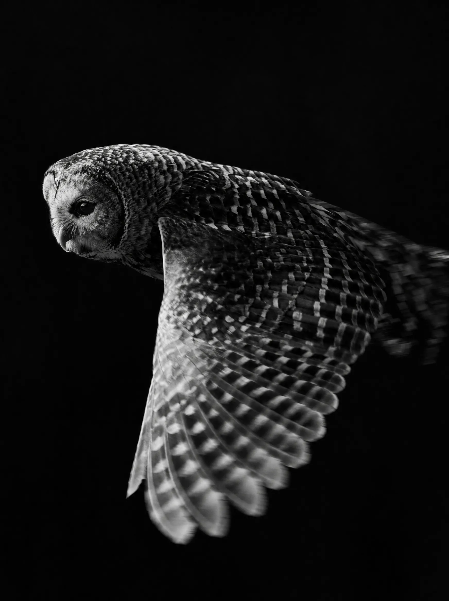 Editorial duotone photograph of an owl wing in motion, standing in for Plate II of the Nomadic Owls portfolio